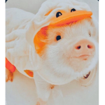 XxCutie pigsxX