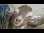 Goats are Good!