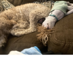 HOPE PLAYS DOG ARMY