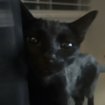 /yuni