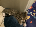 CATS LOVE,CATS