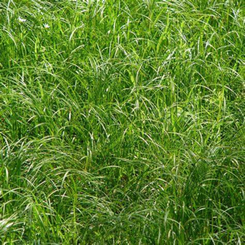 Roblox but grass is dangerous