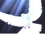 {}dove{}