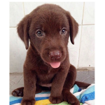 The puppy and pets Group!