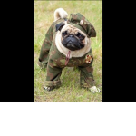 a doggo clan