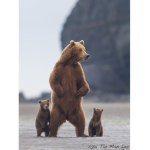 Sloth And Bear Buddies