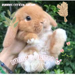 BUNNY'S UNITE!