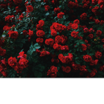 abbey rose