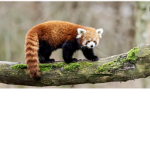I PANDA ROSSI DI ROBLOX