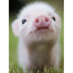 ally’s pigs