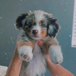 doggo/photo group