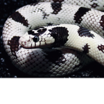 BW. Kingsnake Clothing