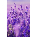Lavenders.!