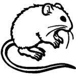 rats member club
