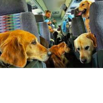 Dog_Chat
