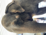 Elephantsavers