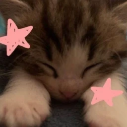 /ᐠ. ｡.ᐟ\ᵐᵉᵒʷˎˊ˗ icon