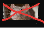 Attack the rats