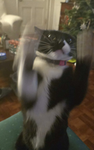 FrombleLop