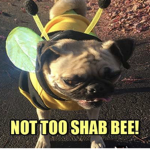 #The Pug Army