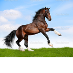 Roblox horse