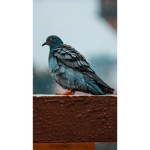 Pigeon's