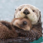 the otter crew