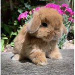 - bunny’s -