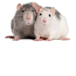 Rats group friends