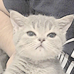 Fluffy_Robloxx