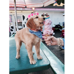 Fan club for piggy!