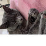 Kittens! Rule