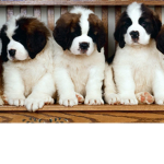 Sugar The saint bernard and K.O a mix