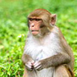 Monke sea