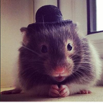 Political Hamsters