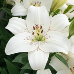 Lovely Lily group