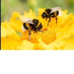 ~Bees for life~