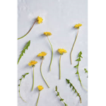 Dandelions hangout