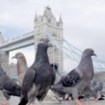 pigeon town