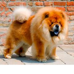 Chow Chow Fan Club