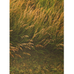 touch grass 21