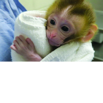 Friendly animals1213