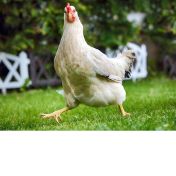 The Farm!