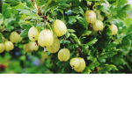Goose-Berry Games