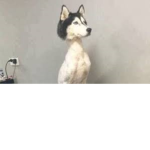 funni husky picture