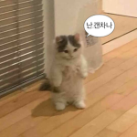 초코아몬드Tv