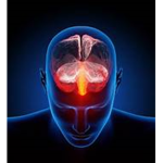 Brainiacal