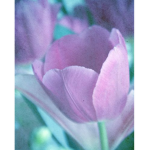 Purple tulip