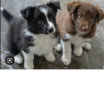 Fox dog and cats group