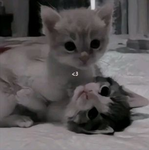 The Super Cats!!!